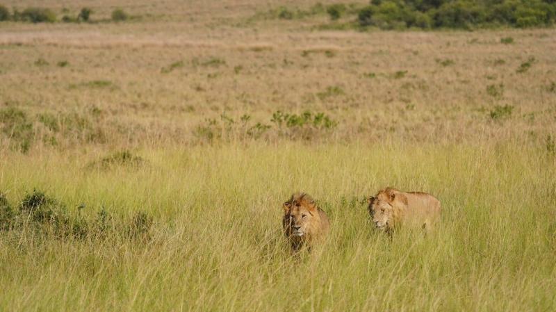 兄弟ライオンにも遭遇！ この後茂みの下で一休みしていました