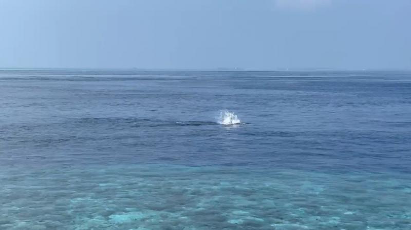 水上ヴィラから、イルカも見ることができました！