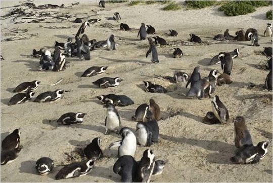 アフリカペンギンがいっぱい