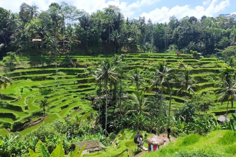 テガラランのライステラス