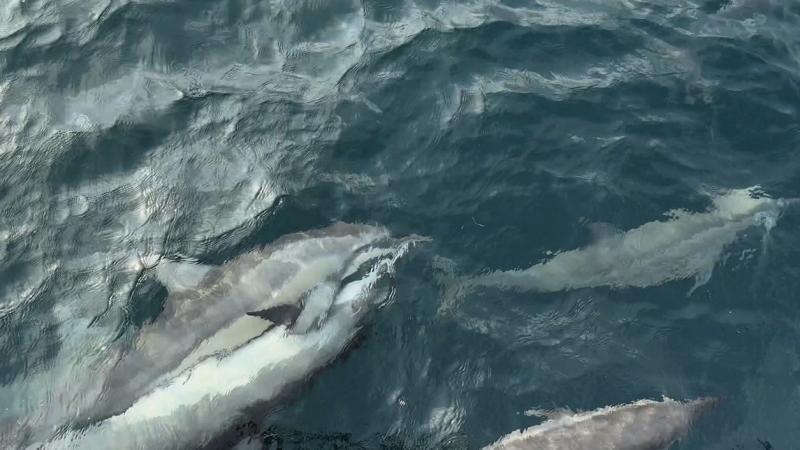 サンセットドルフィンクルーズ