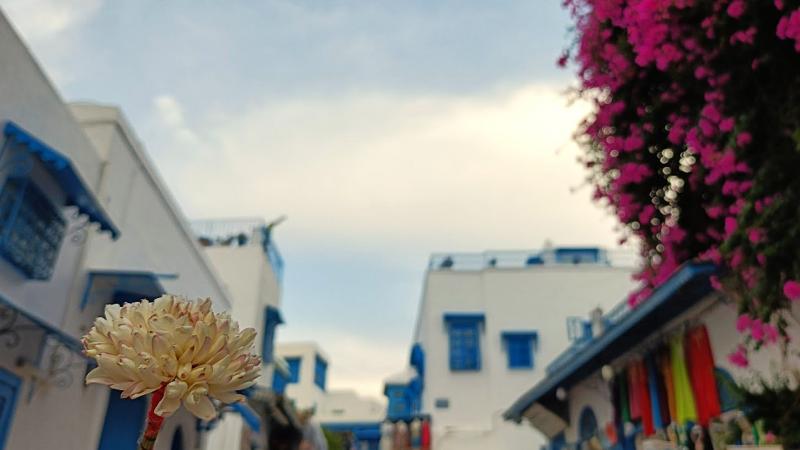 チュニジアはブーゲンビリアとジャスミンの花と香りにあふれた国でした♪