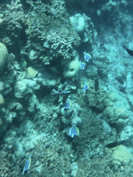 シュノーケリングで、たくさんのお魚たちと