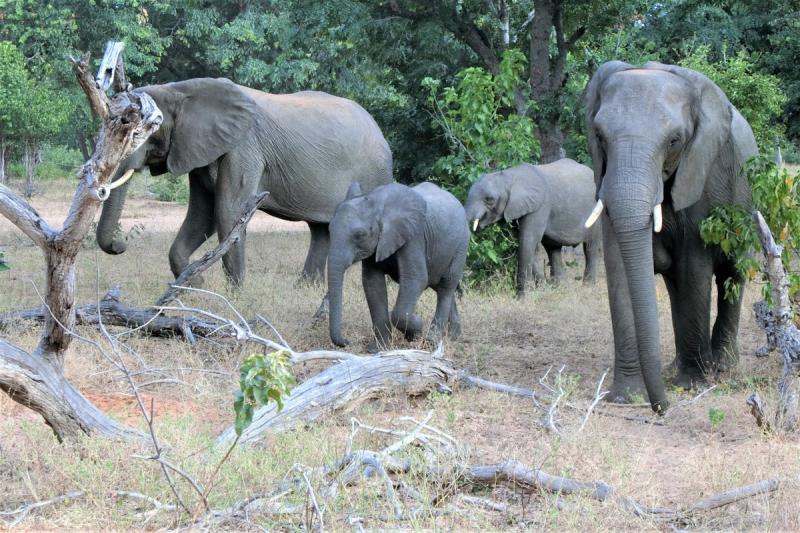ロッジの近くに象が来ていたりと、野生動物の迫力は凄かったです