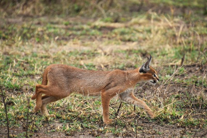 なかなか見ることができない、カラカルという小さな動物に遭遇