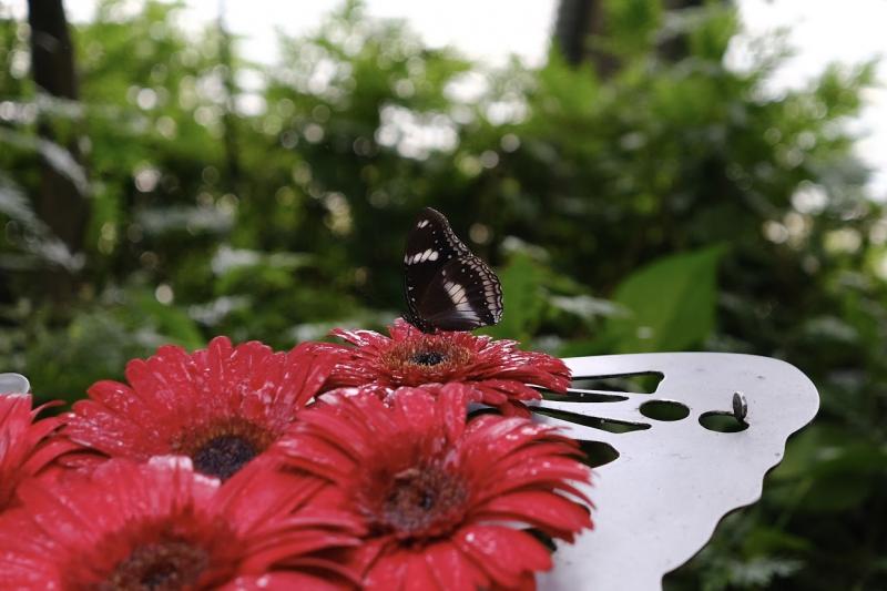 バタフライガーデンの蝶々と赤いお花