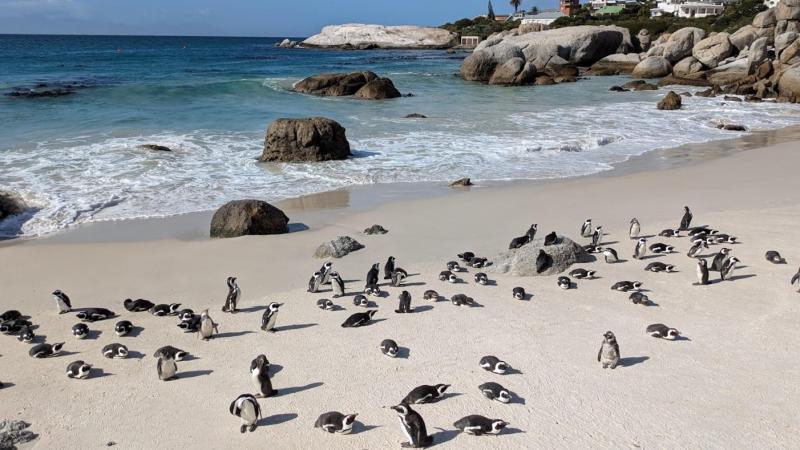 海辺でのんびりとくつろぐかわいいペンギンたち
