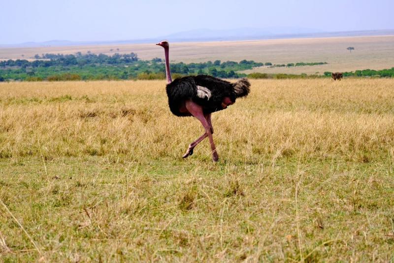 繁殖期直前のピンクになったダチョウ