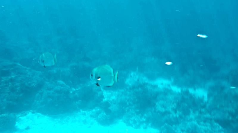 お魚たち