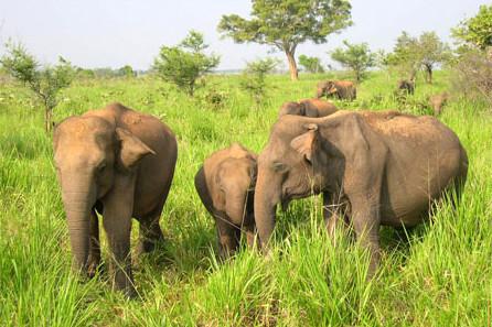 ウダワラウェ国立公園場所：スリランカ南部のタンガッラ近くおすすめの時期：通年見られる生き物：ゾウ、水牛、野鳥など＊スリランカの極上リゾートアマンウェラのエクスカーションにあります