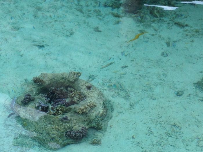 またもトランペット発見。珊瑚がいっぱい。シュノーケリング時はシーシューズをお忘れなく