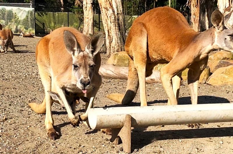 よーく見るとお腹のポケットに子どもカンガルーが