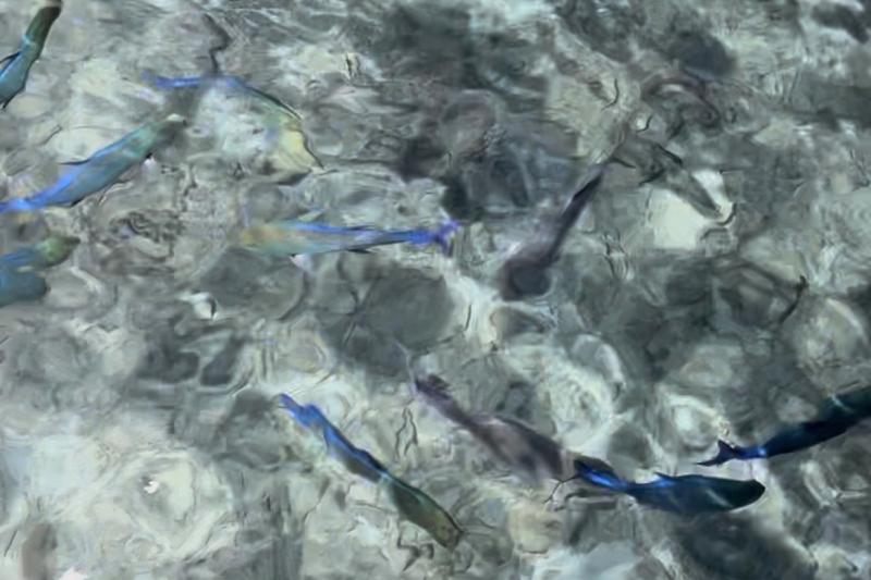 ヴィラの下にもたくさんの魚たち