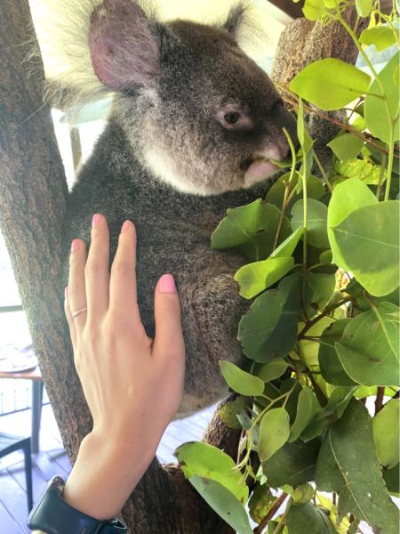 ふわふわコアラタッチ！