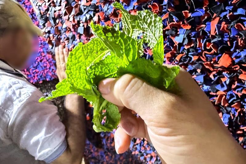 ミントの香りをかいで気になるにおいもリフレッシュ！