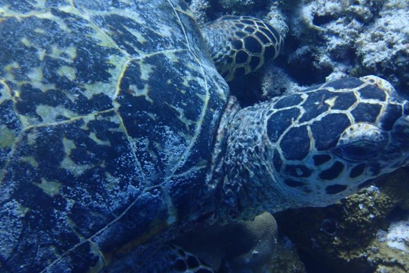 ウミガメがこんなに近くに！