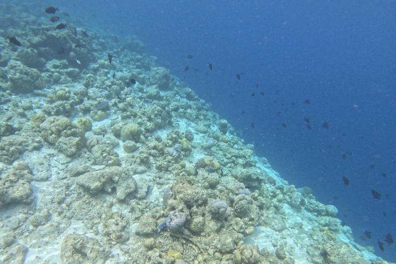 たくさんの魚たちと