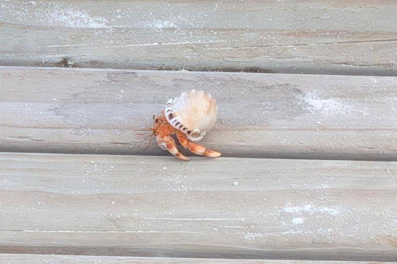 ヤドカリに癒されました