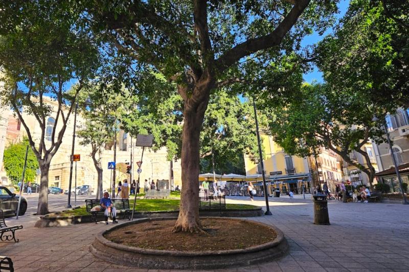 街中の広場。大きな木が木陰になって地元の方の憩いの場になっている様子