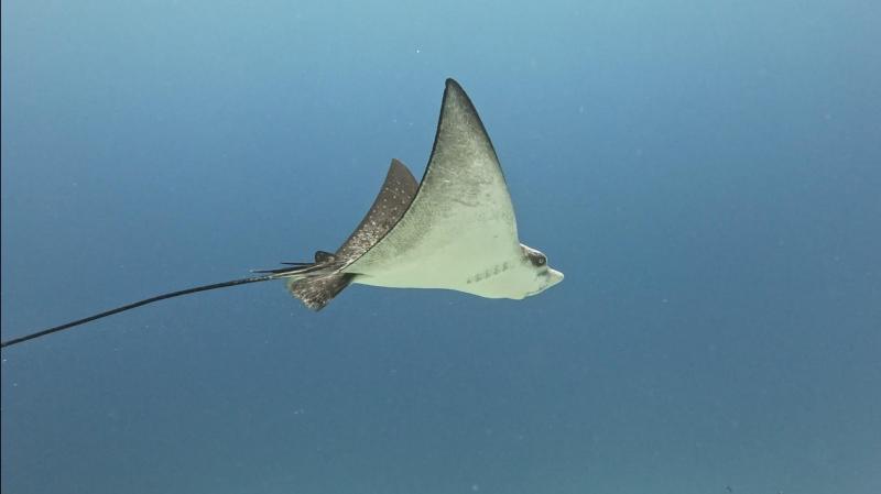 エイ撮れました〜