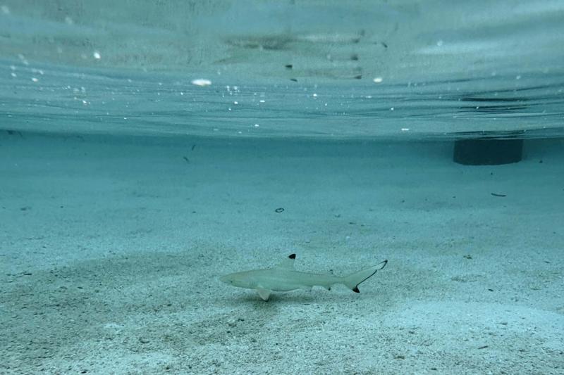 ベビーシャークもひざぐらいの深さのところにもちらほら！
