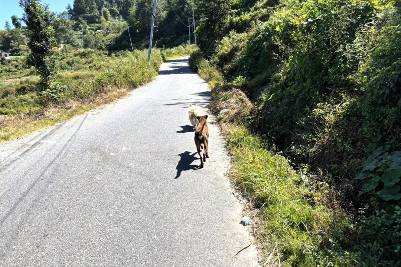 ナガルコットでバス停までの道案内をしてくれたわんこ達