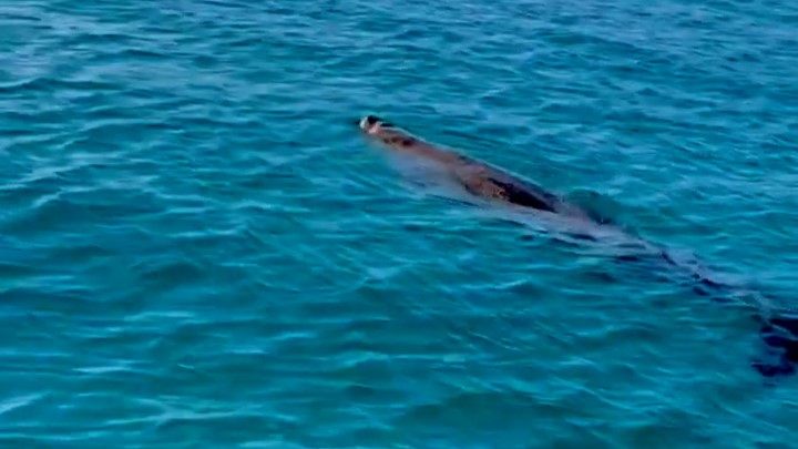 ジュゴンです！ 海面に顔を出してくれました