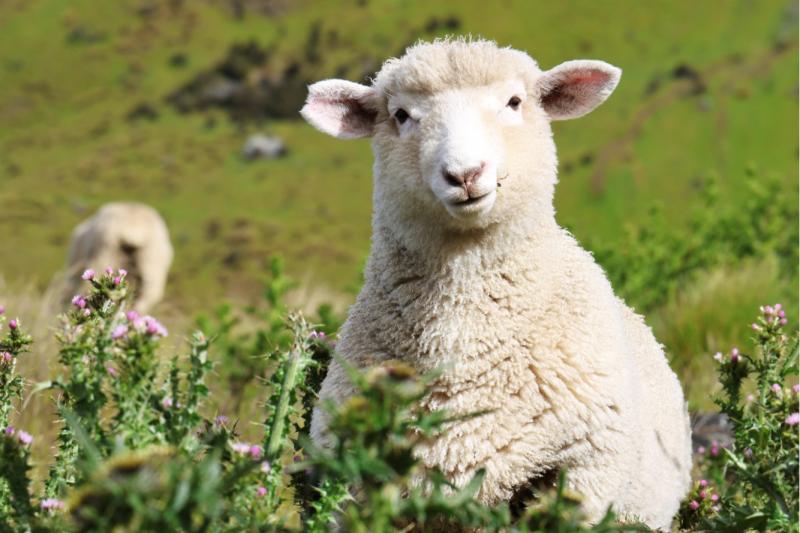 子羊は好奇心旺盛でカメラをじっと見つめてくれました