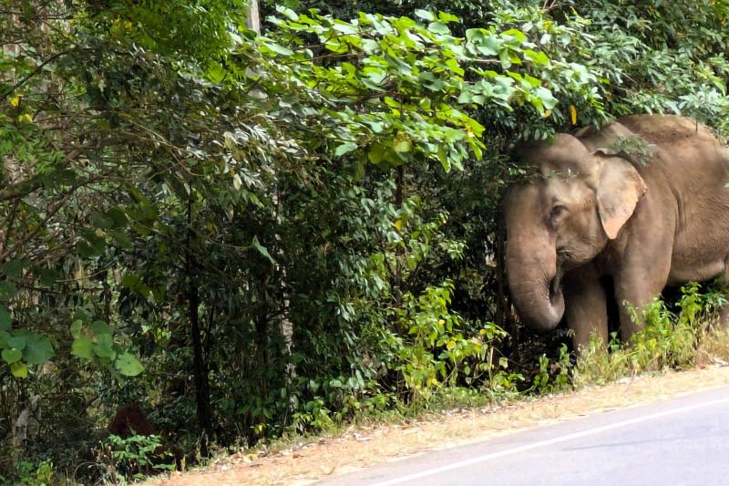 道端で野生のゾウに遭遇！！