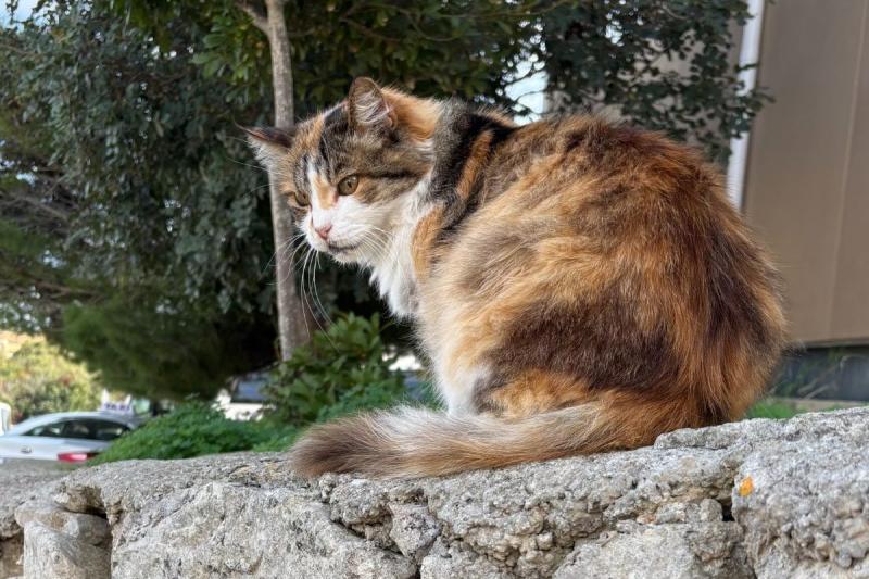 ゴゾ島で出会ったネコ