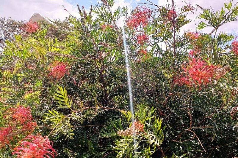 建物まわりには同色の花が咲き誇ります