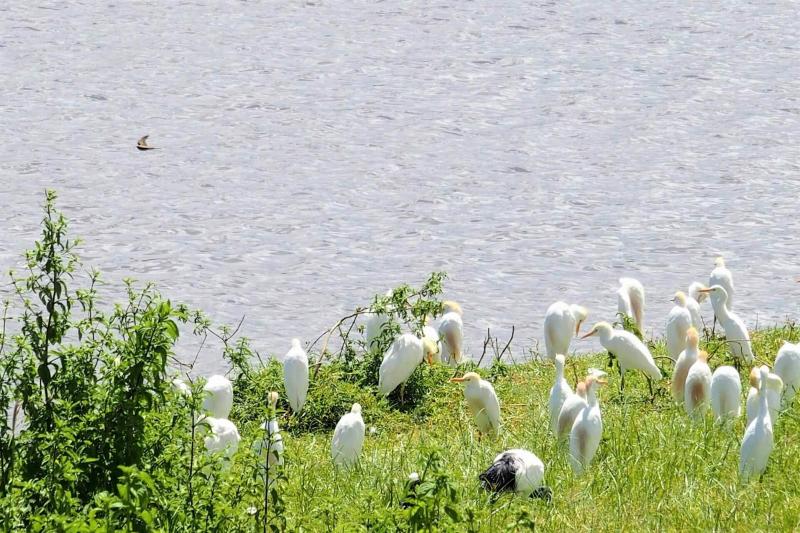 水辺に集まる白い鳥たち