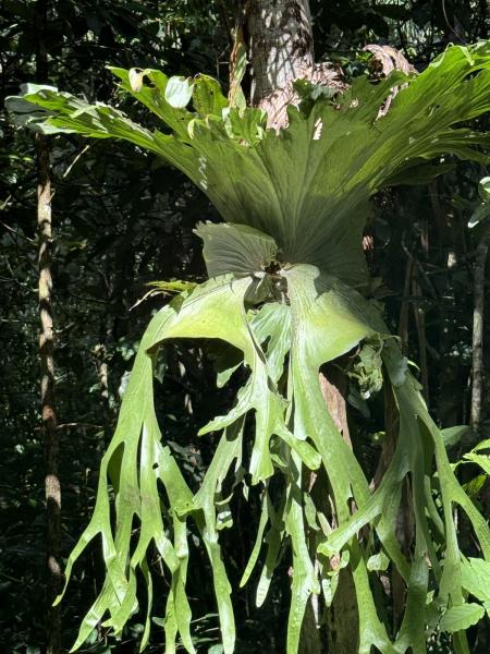 ガイドさんの説明を聞きながら、珍しい植物を探します