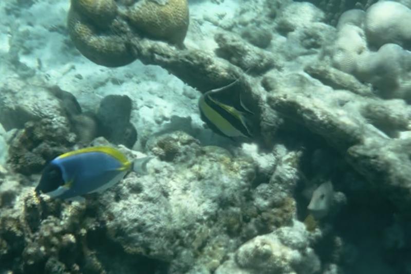 シュノーケリングで出会った魚たち