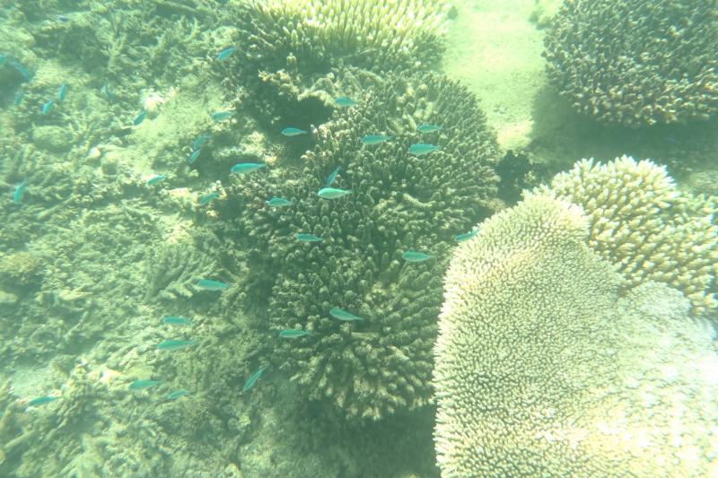 大きなテーブルサンゴときらめく魚たち