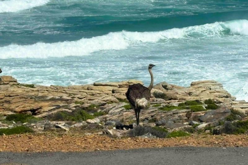 野生のダチョウ