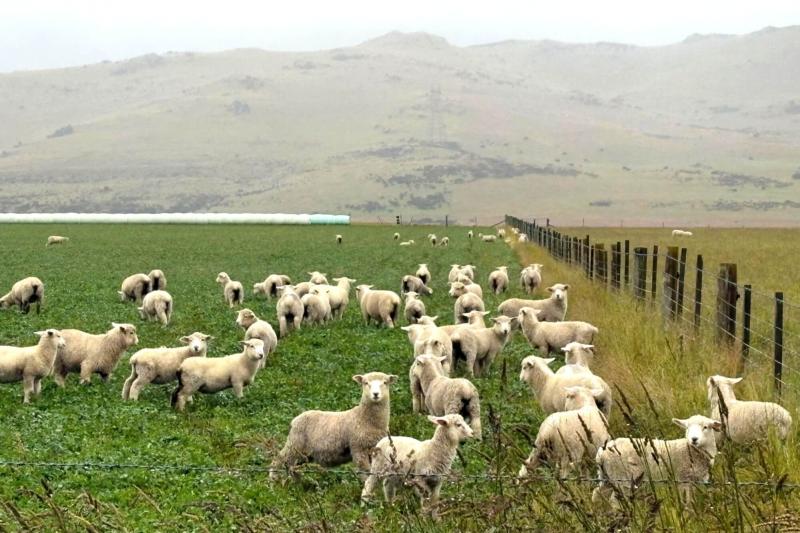 ドライブの道中でよく見かけた羊達
