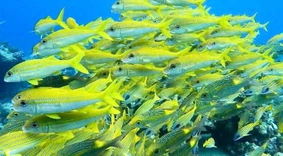 数多くの魚たち