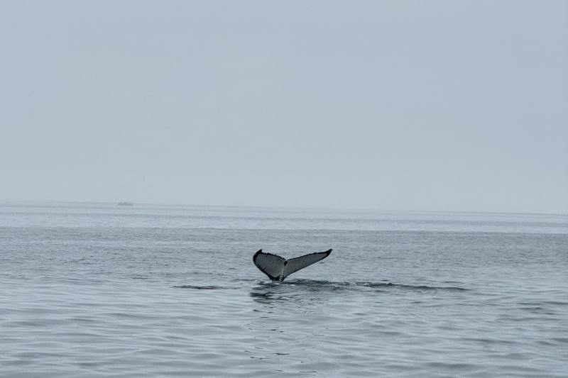 クジラのしっぽ