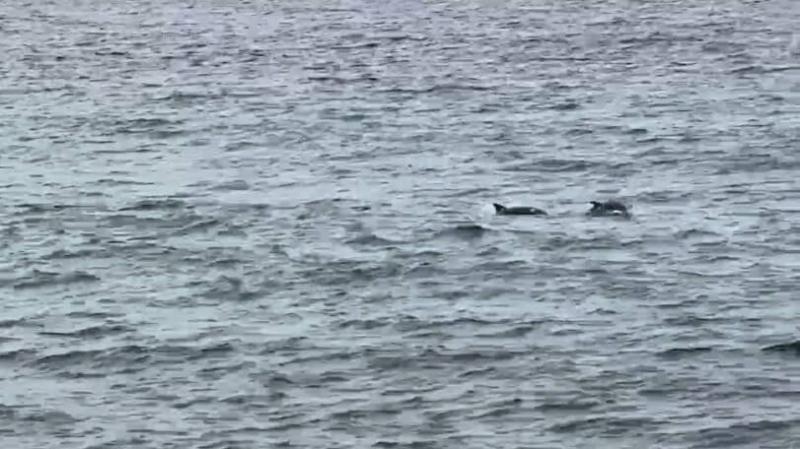 イルカが見えてスーパーラッキー！