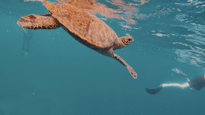 運がいいことに近くにカメが来た！