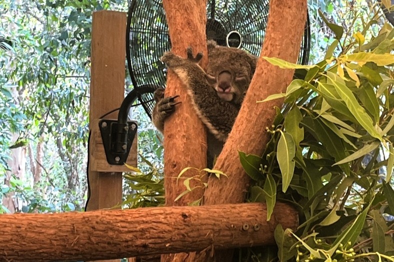 ハートリーズ動物園のコアラ