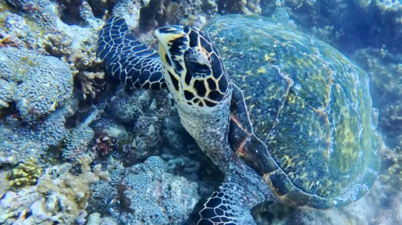 ウミガメに大接近！