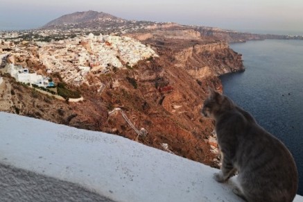 ギリシャのサントリーニ島、いたるところに猫が！
