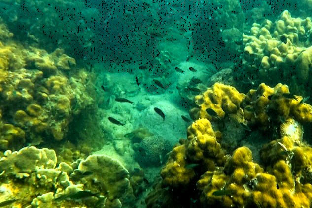 ハウスリーフの小魚たち