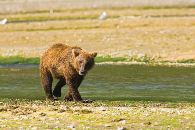 A brown bear in Katmai National Park and Preserve Photo by: Michael DeYoung