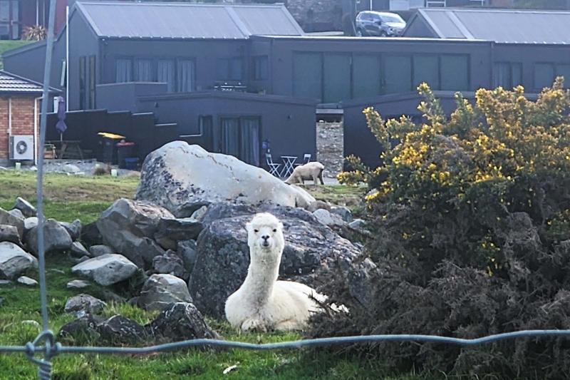 ペッパーズ ブルーウォーター レイク テカポ宿泊時に、ホテルの後ろに潜んでいたアルパカ！ すべてを見透かしたような眼差しでした。