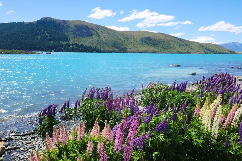 テカポ湖。空よりも青く、ルピナスの花が風に揺られ、癒される時間でした