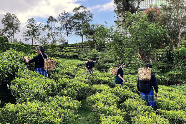気付けば黙々と茶摘み作業に集中してしまう真面目な日本人（笑）