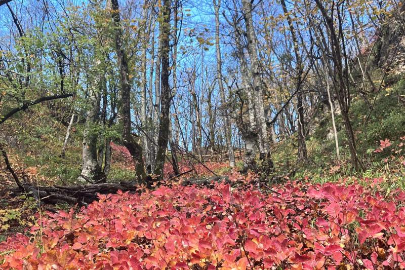 特にプリトヴィッツェは秋の風景一色で、水のせせらぎや、鳥の鳴き声、澄んだ空気を思う存分楽しめたのが良かったです。